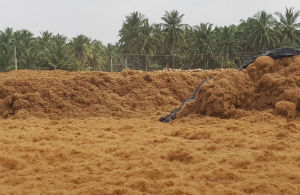 Wet Fiber Stock Yard